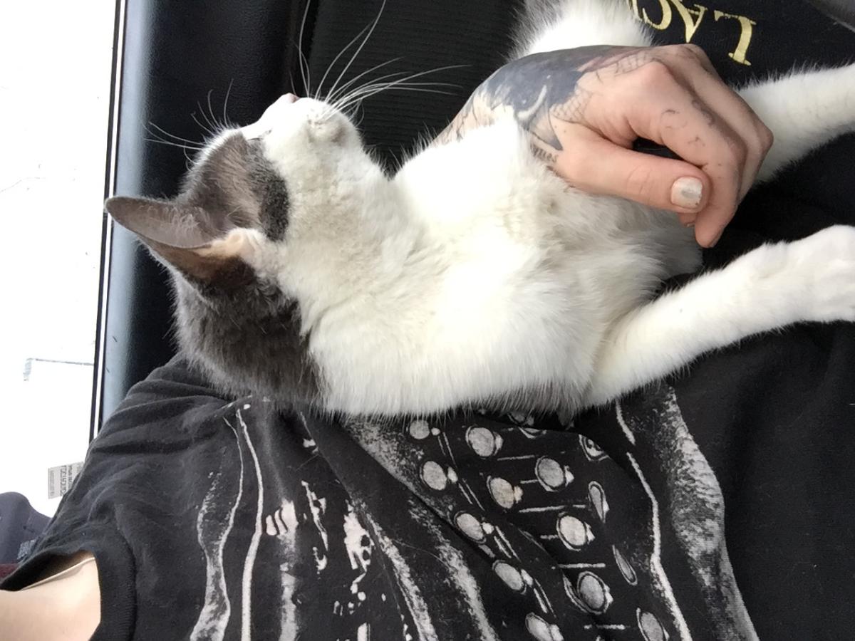 Grey and white american shorthair best sale cat