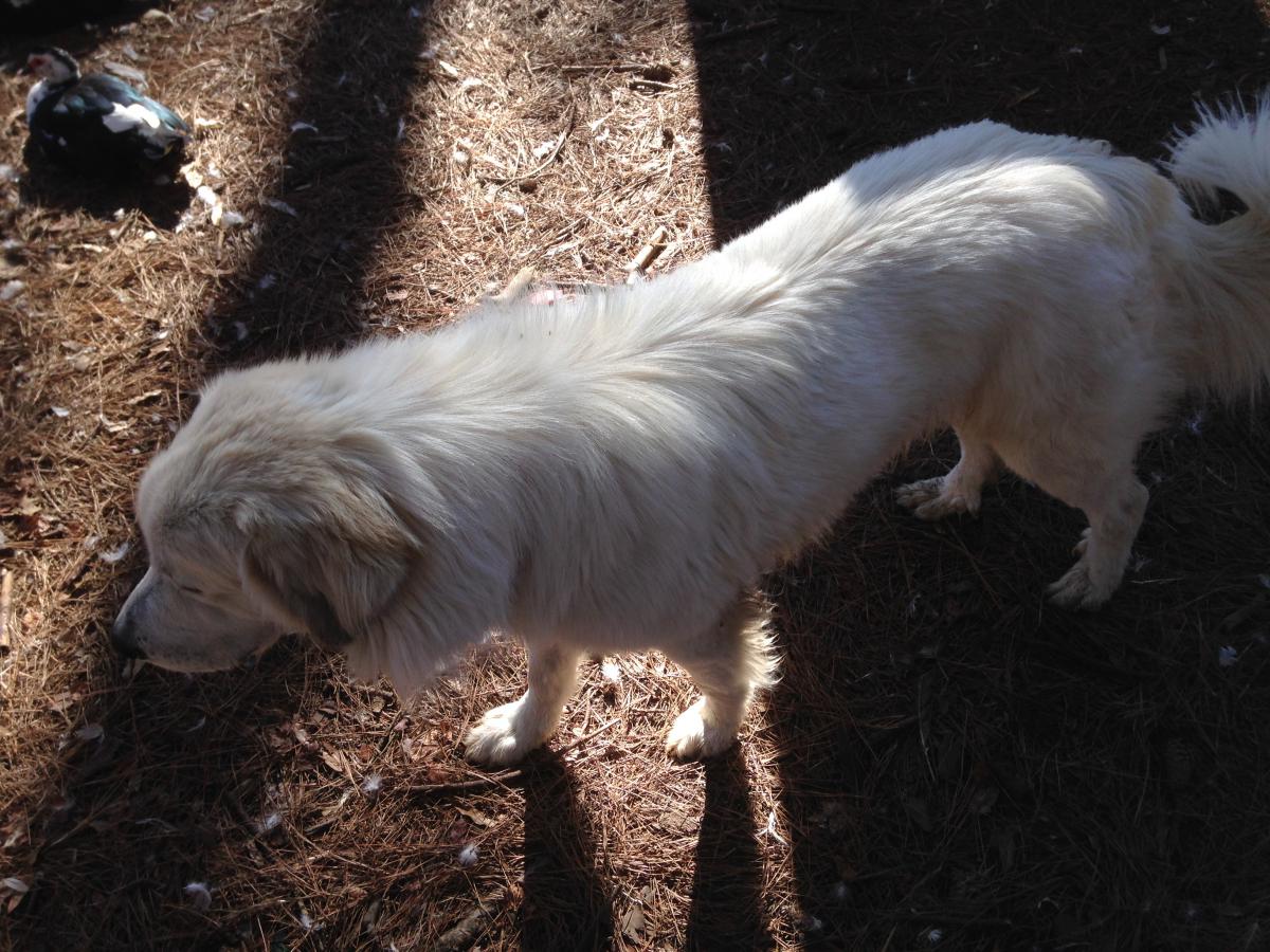 Image of Whitey / Houdini, Lost Dog