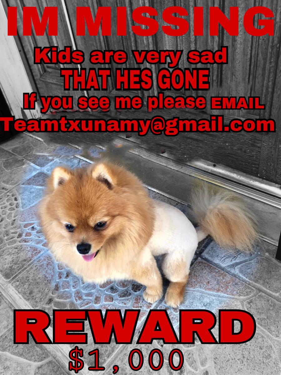 Lost Dog Pomeranian in ROSEMEAD, CA 