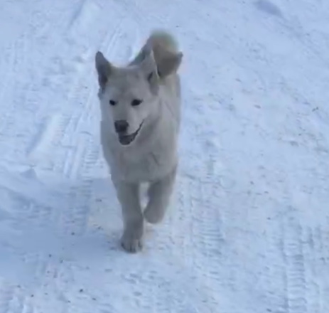Image of Polar, Lost Dog