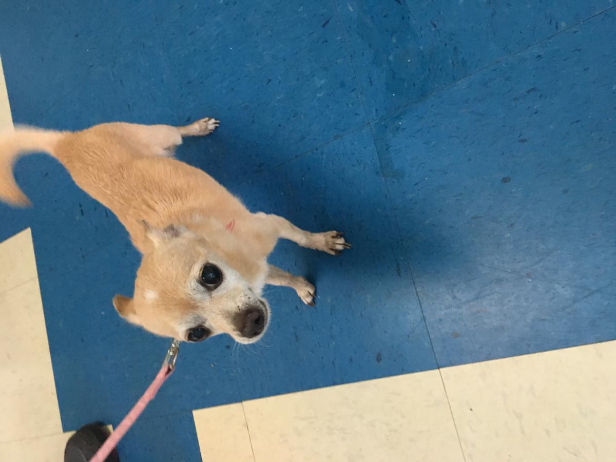 Found Dog Chihuahua in FORT LAUDERDALE, FL Lost My Doggie