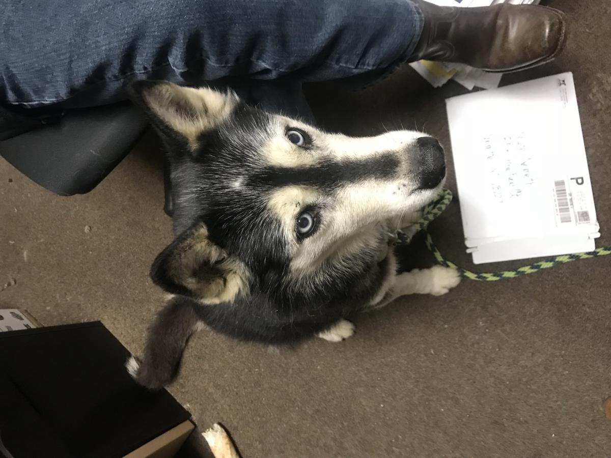 Found Dog Siberian Husky In Charlotte Nc Lost My Doggie