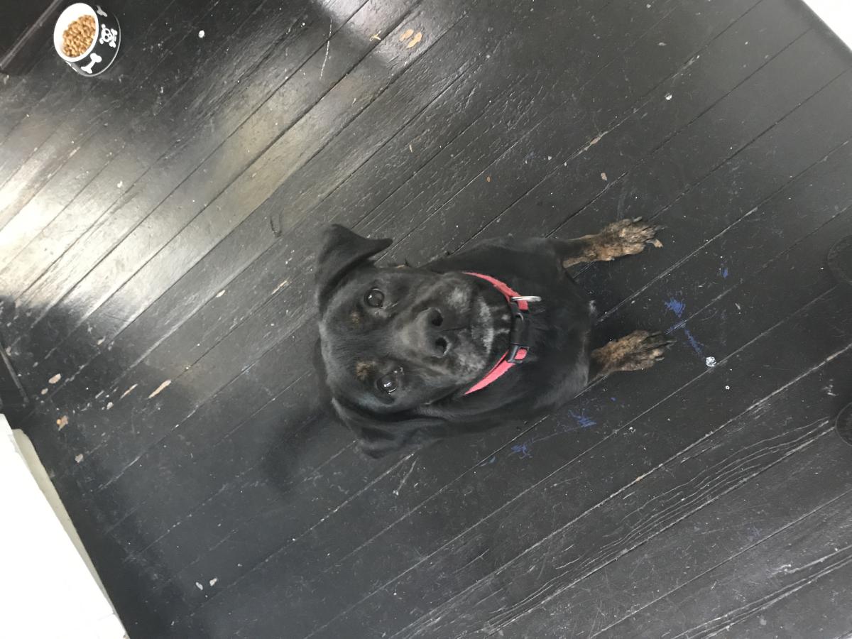 Image of Male dog black, Found Dog