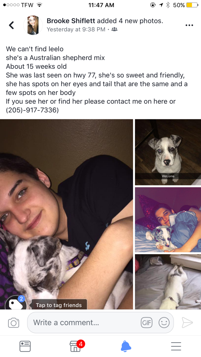 Image of Leelo, Lost Dog
