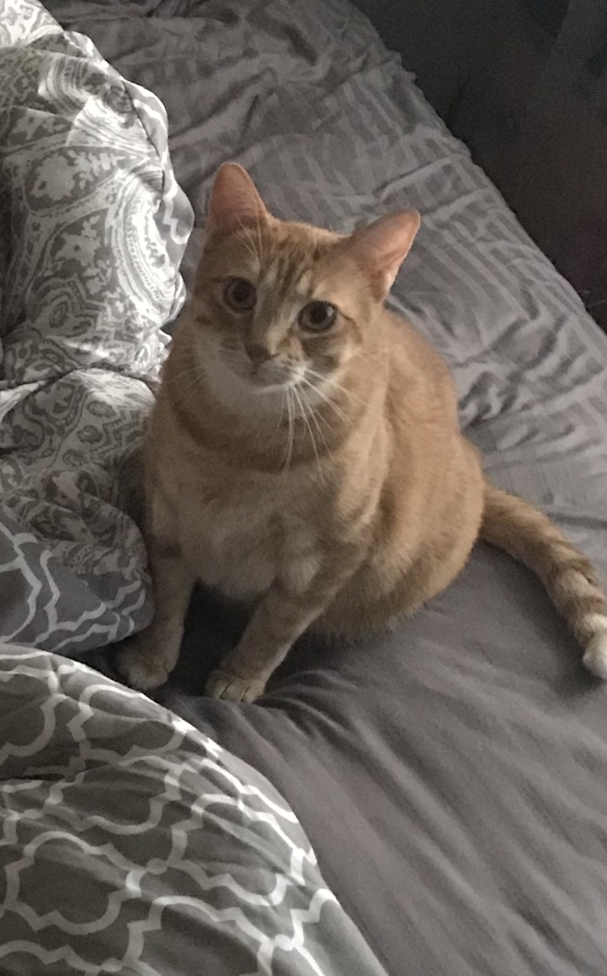 Image of Yawkey, Lost Cat
