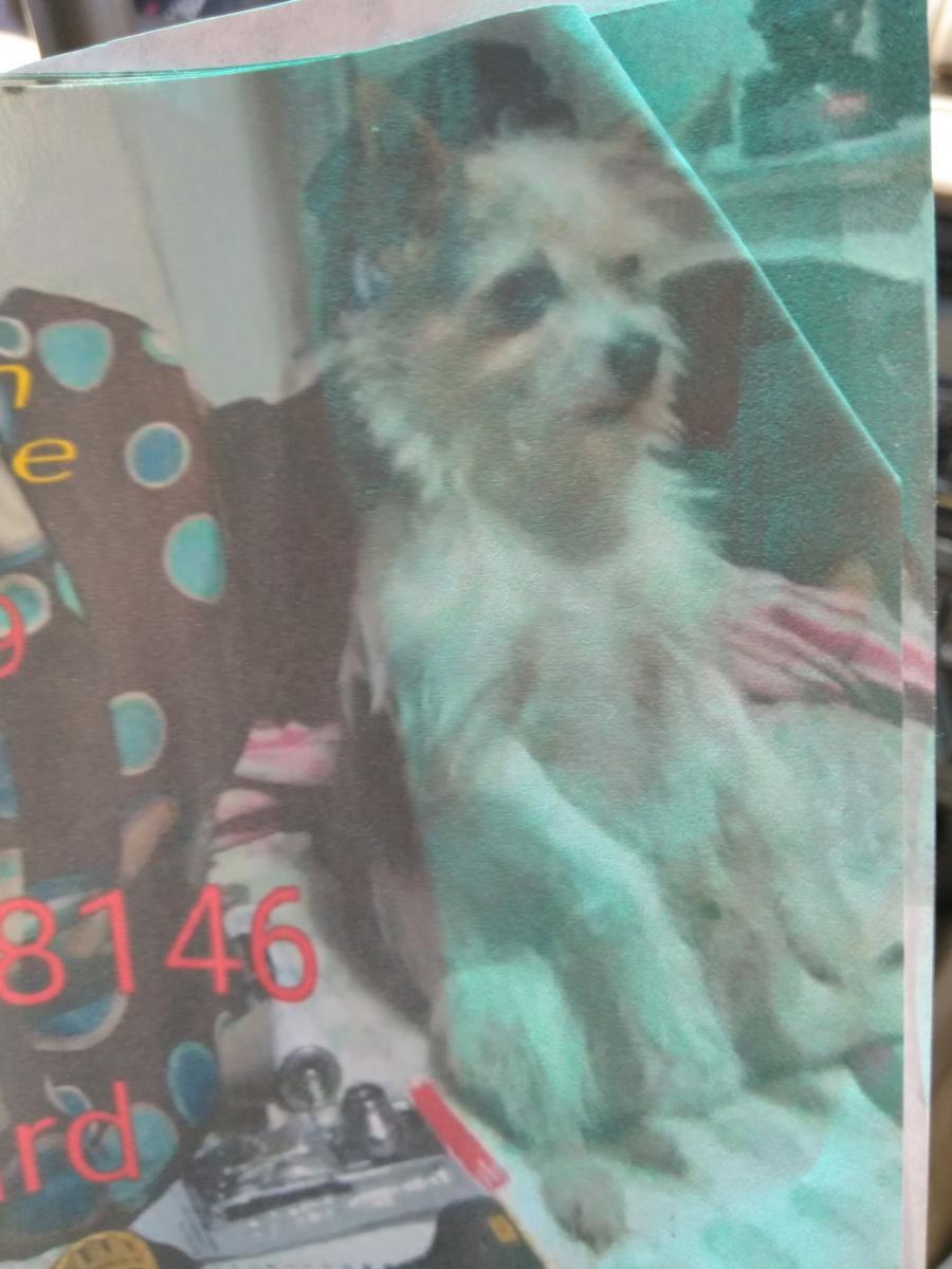 Image of Rescue, Lost Dog