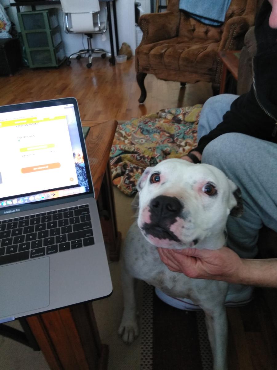 found dog san diego found dog san diego