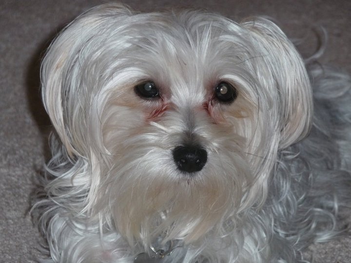 Grey morkie sales