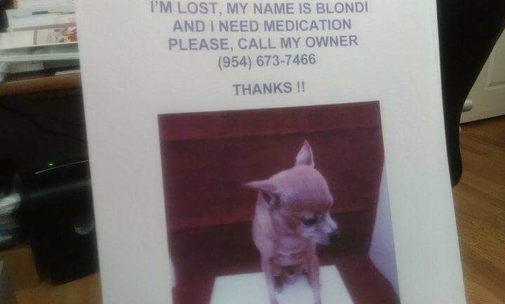 Found Dog Blondi