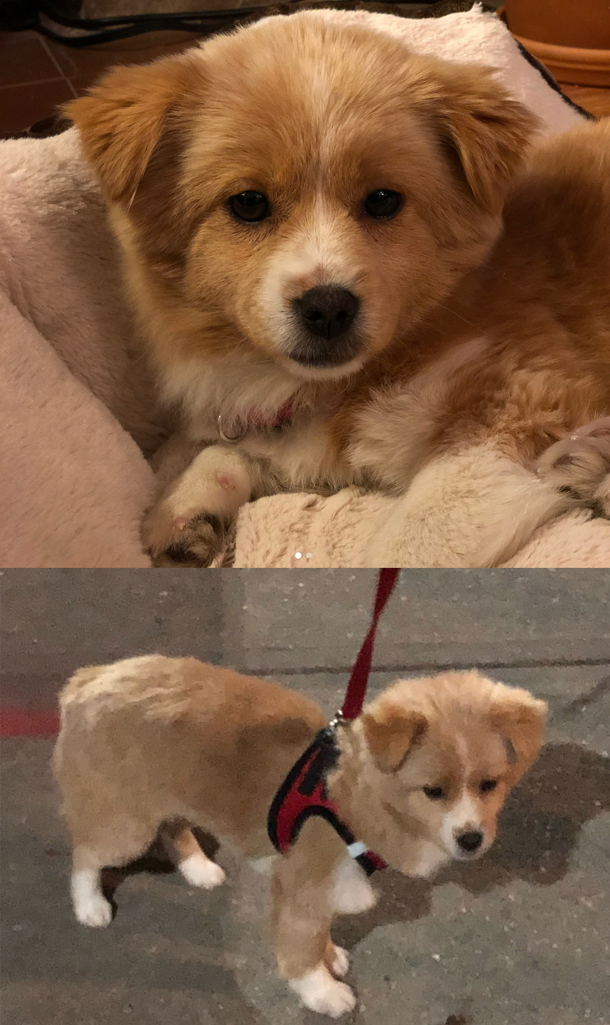 Lost Dog Shiba Inu In Brooklyn Ny Lost My Doggie