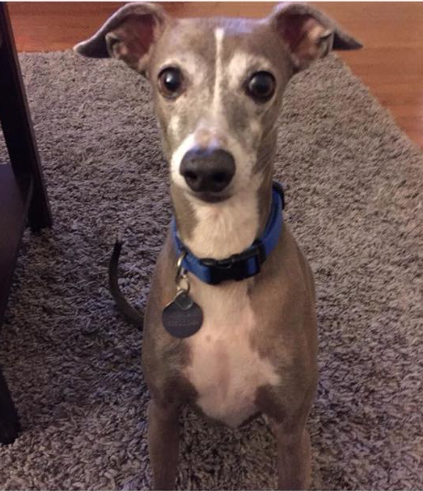 Lost Dog Italian Greyhound in RINGOES, NJ - Lost My Doggie