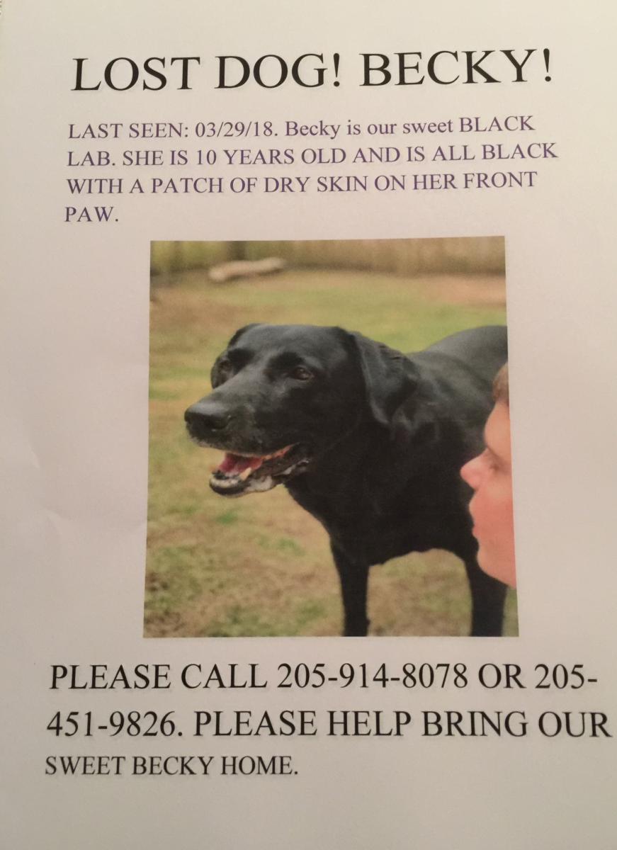 Image of Becky, Lost Dog
