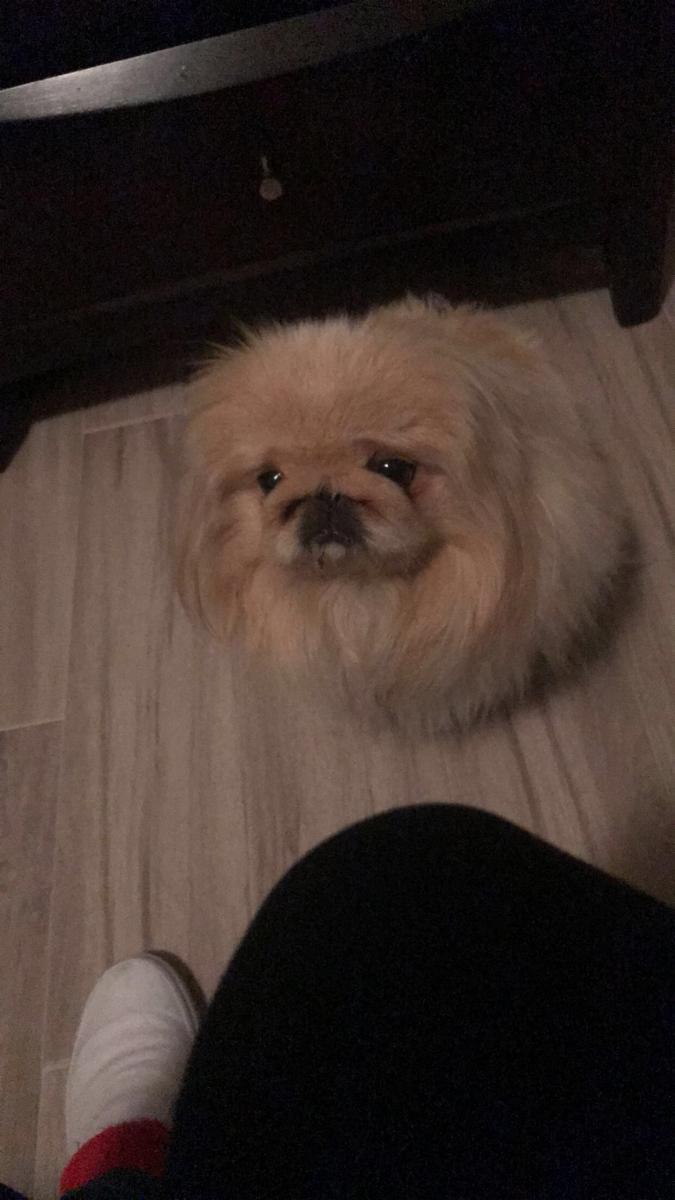 lost pekingese