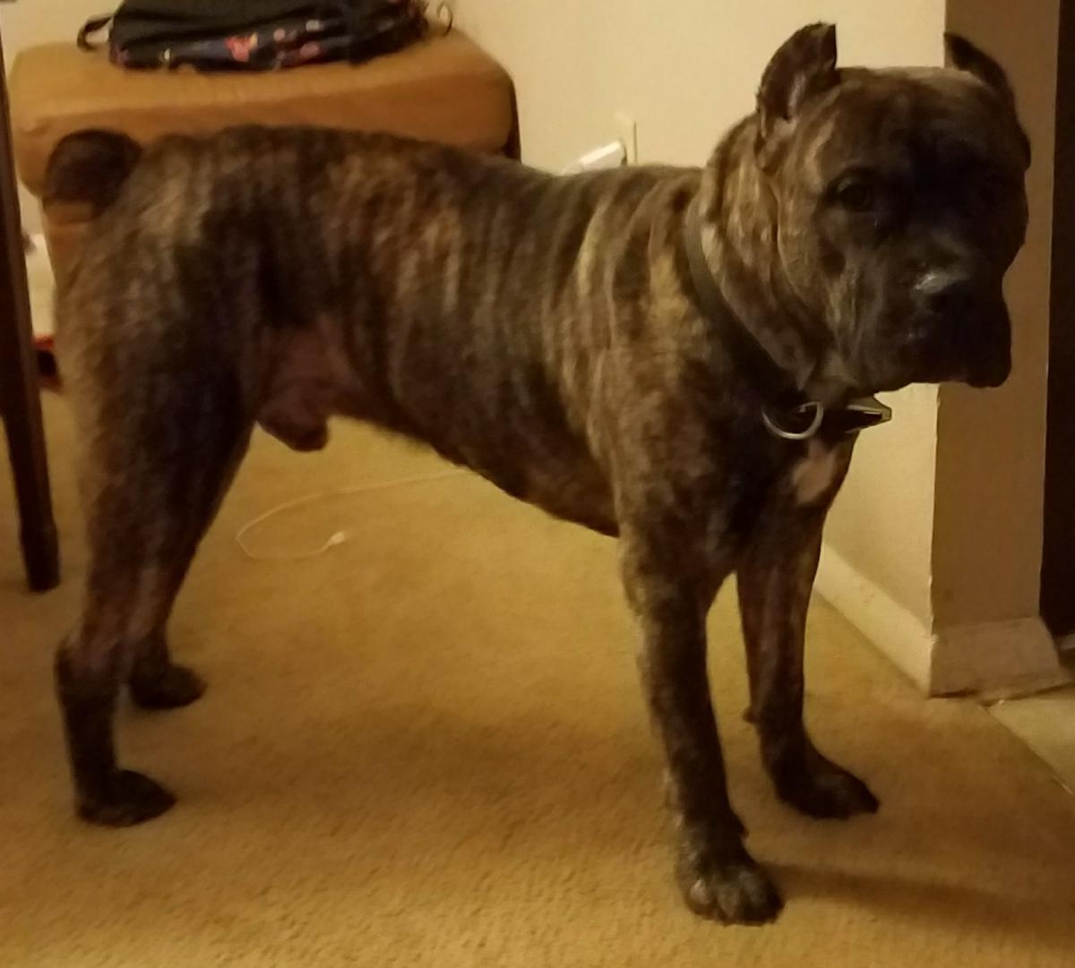 cane corso ga