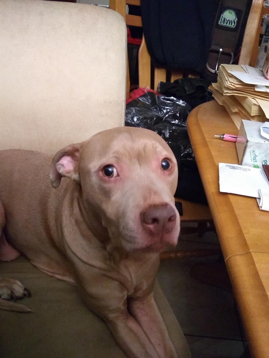 Lost Dog Pit Bull In NORTH FORT MYERS FL Lost My Doggie lost-dog-pit-bull-in-north-fort-myers-fl-lost-my-doggie