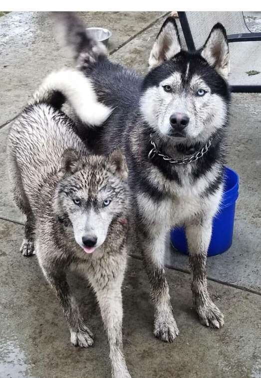 Lost Dog Siberian Husky in YAKIMA, WA Lost My Doggie