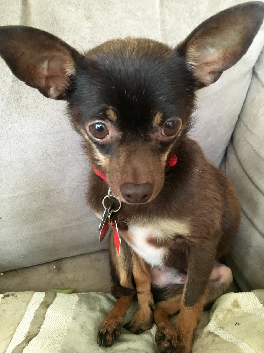 tito the dog tito the dog