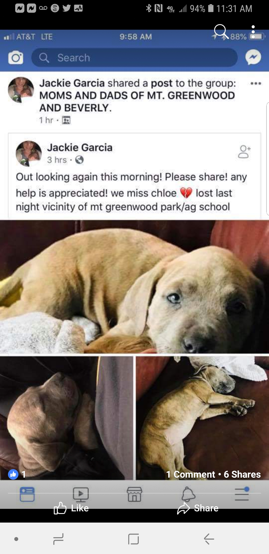 Lost Dog Cane Corso In Chicago Il Lost My Doggie