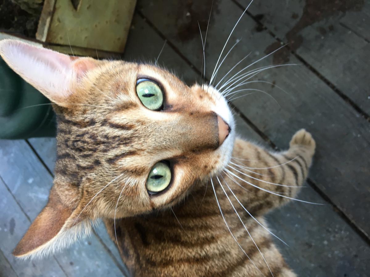 Lost Cat Bengal Cat in JACKSONVILLE, FL Lost My Doggie