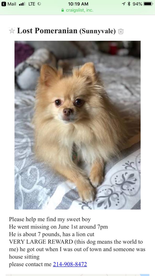 found pomeranian near me