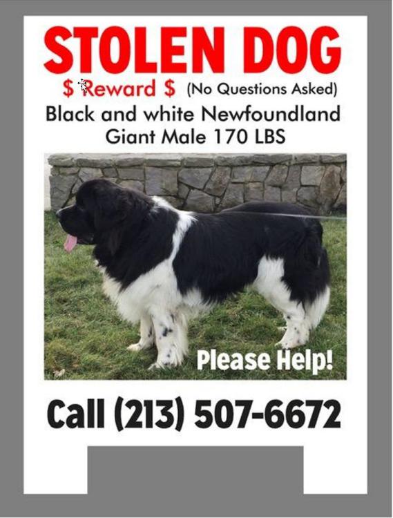lost dog found pets pet portland siri dogs doggie near ago lostmydoggie
