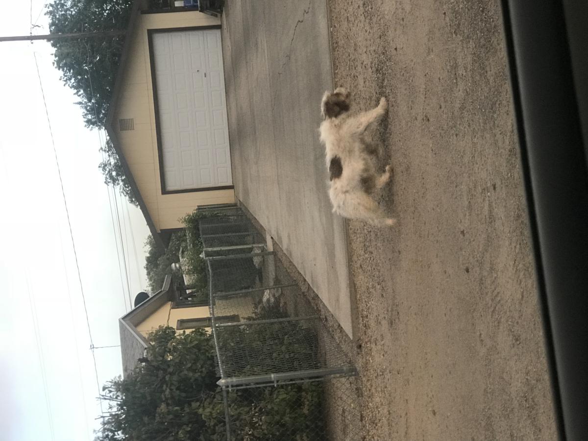 Found Dog Other in KINGMAN, AZ Lost My Doggie