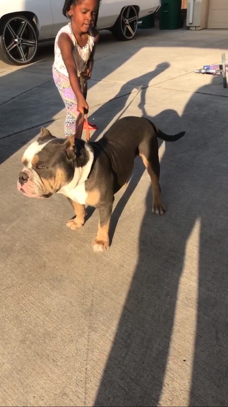 Lost Dog Pit Bull in STOCKTON, CA Lost My Doggie