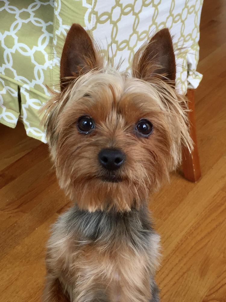 Lost Dog Yorkshire Terrier In Charlotte Nc Lost My Doggie