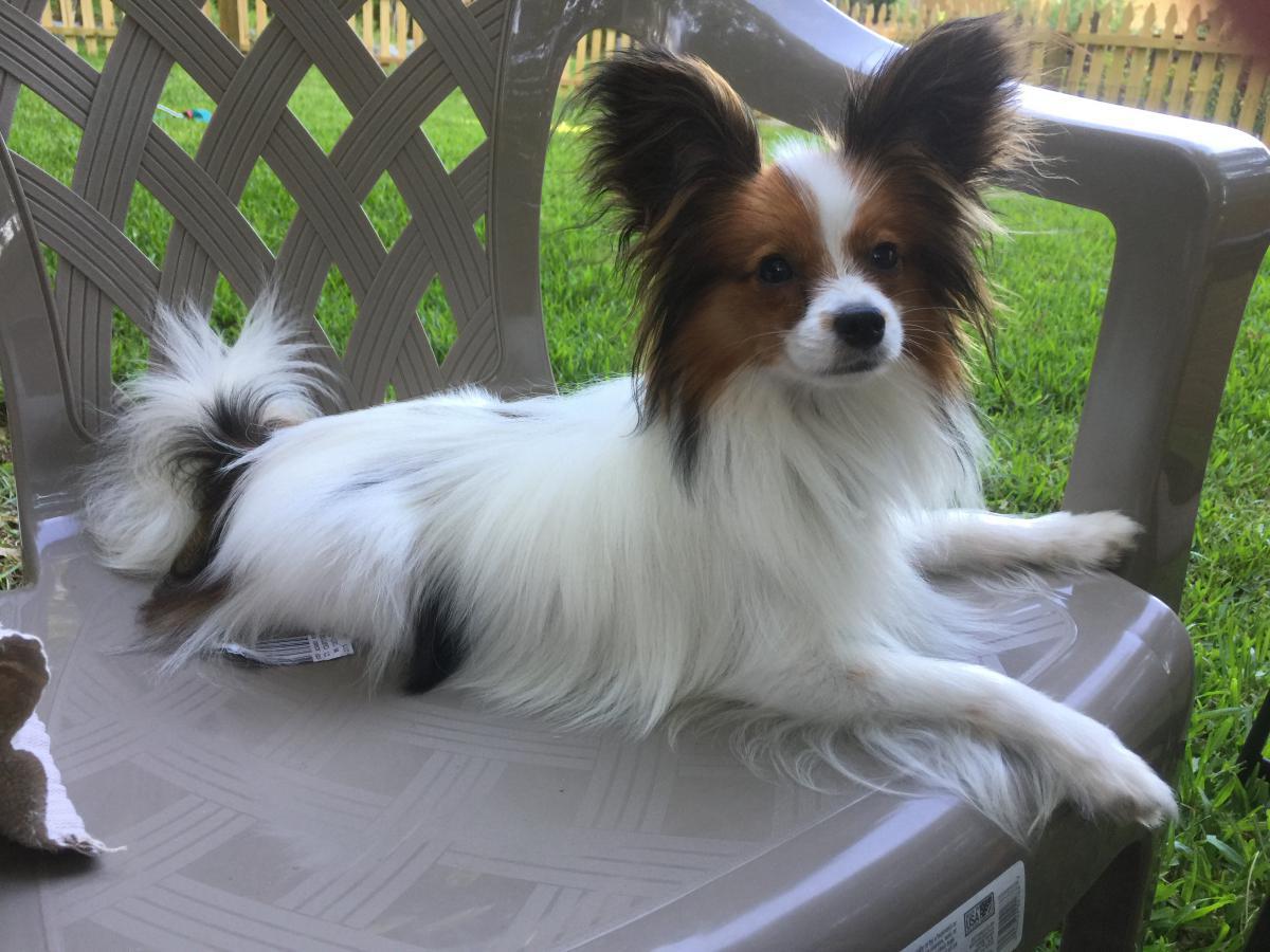 lost papillon dog