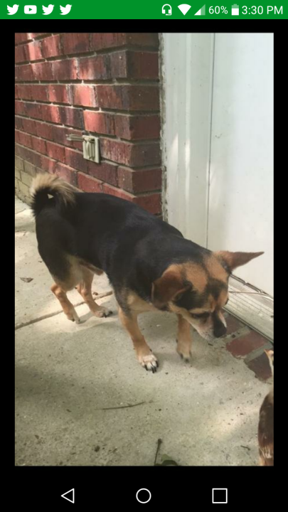 Image of Cesar, Lost Dog
