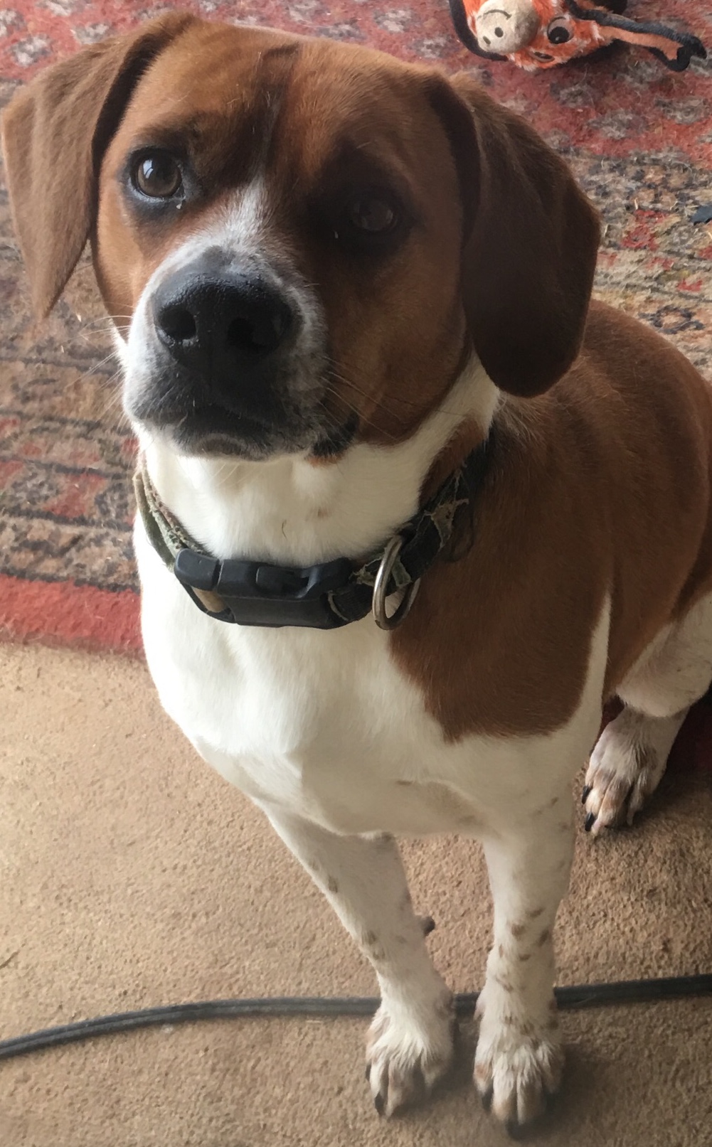 Image of Roscoe, Lost Dog