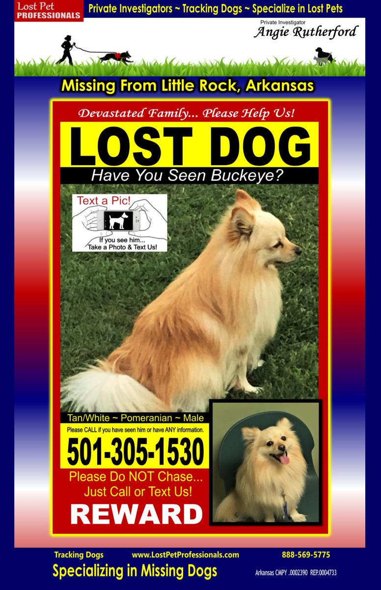 Image of Buckeye, Lost Dog