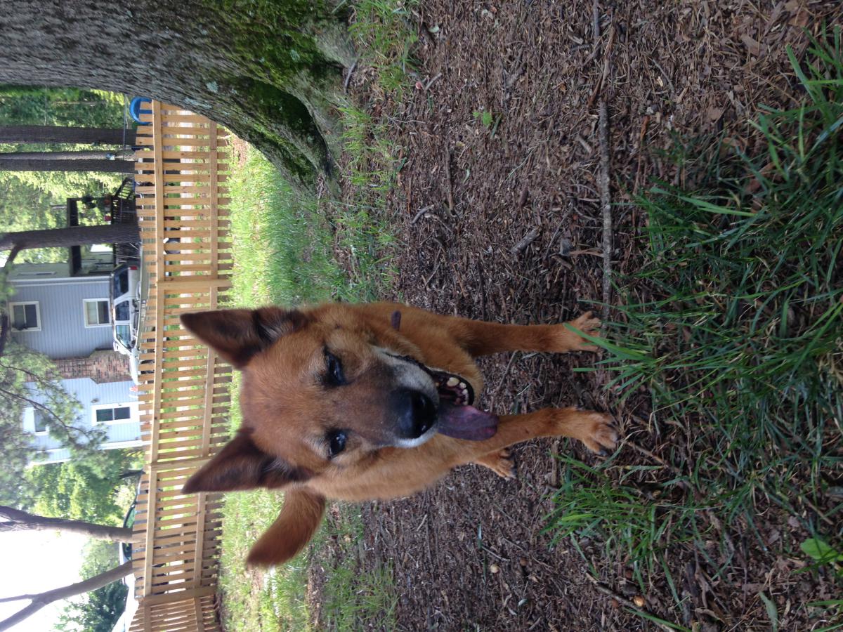 Found Dog Unknown in RICHMOND, VA - Lost My Doggie