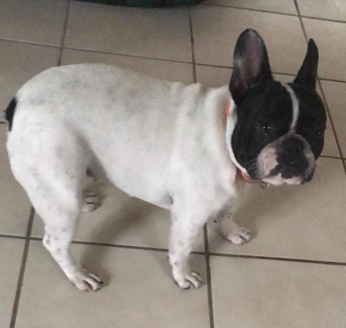 Lost Dog French Bulldog in MIAMI, FL Lost My Doggie