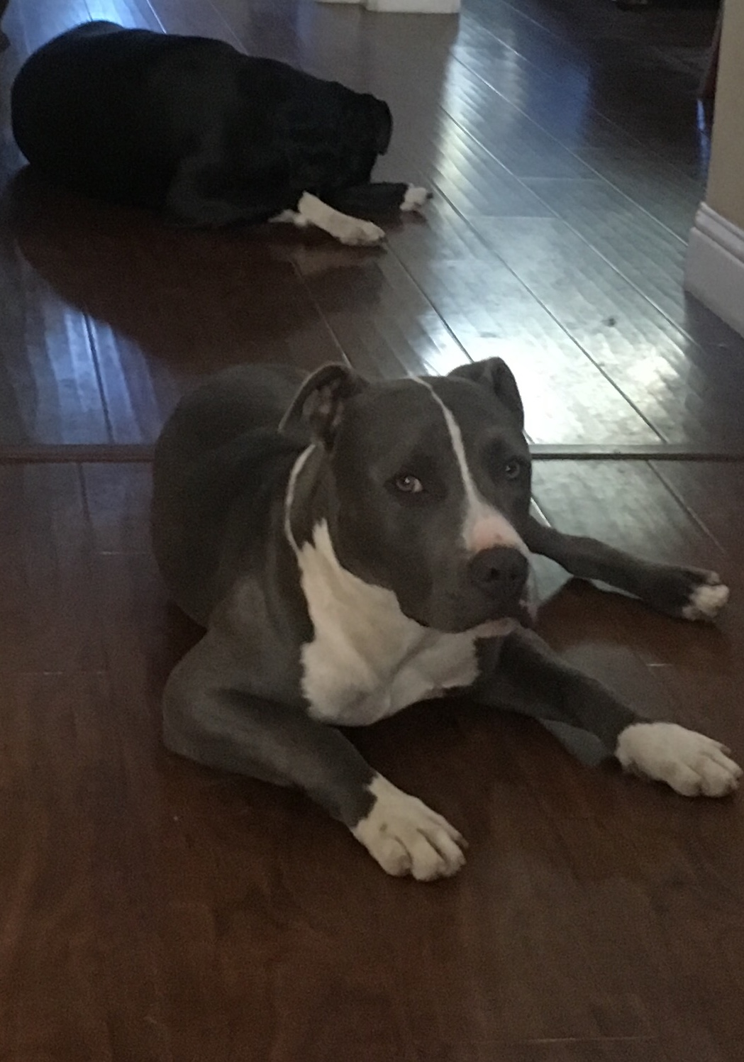 Found Dog Hunter