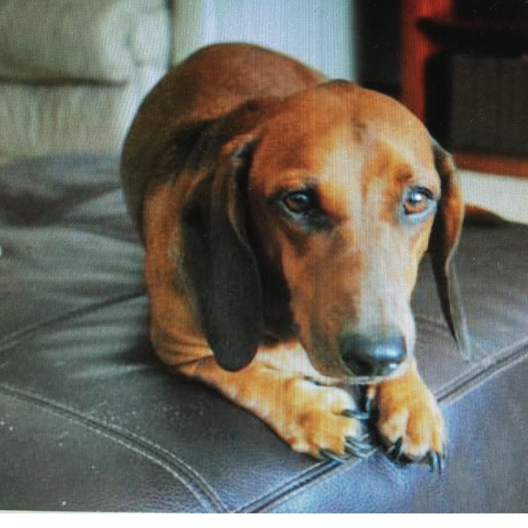 Lost Dog Dachshund in MIAMI, FL Lost My Doggie