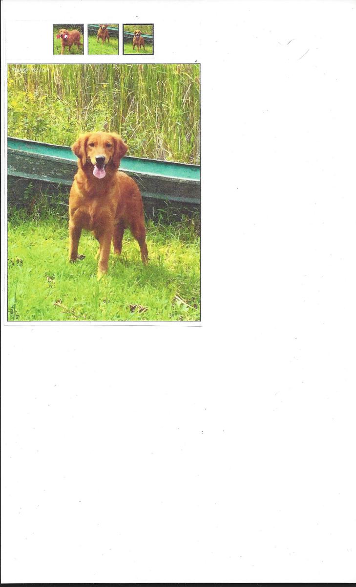 Image of Ruby , Lost Dog