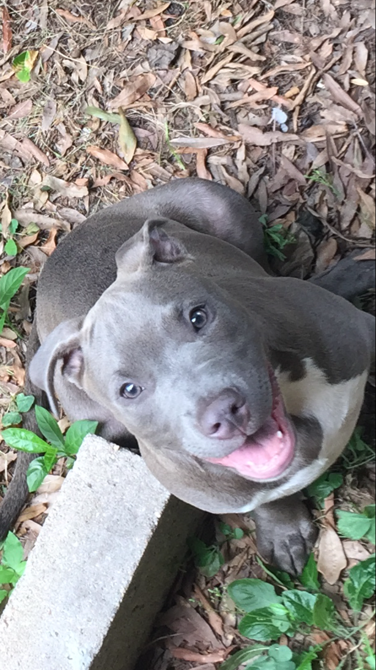 husky rescue houston