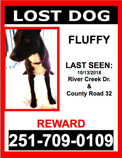 Image of Fluffy, Lost Dog
