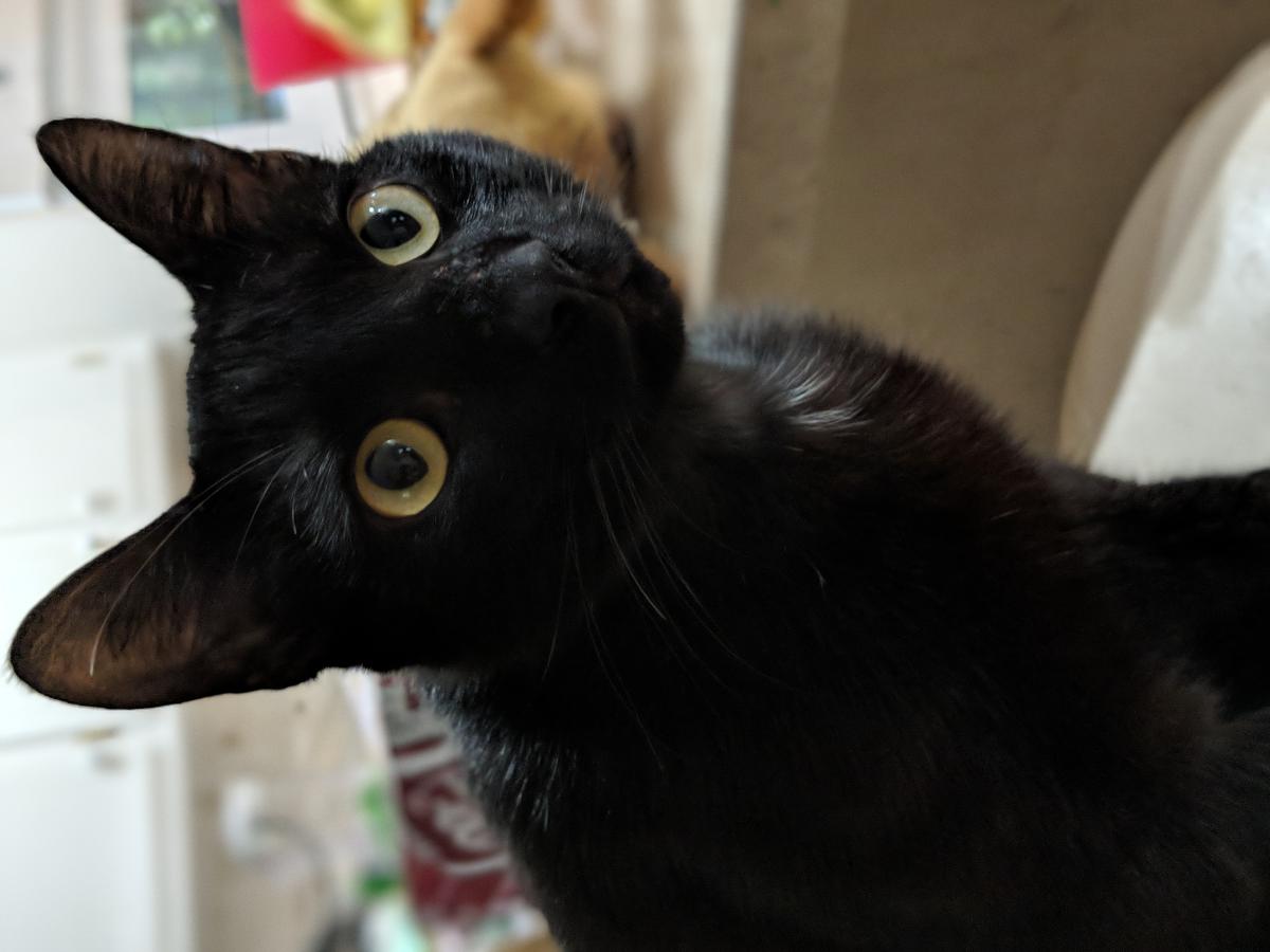 Image of Minkah, Lost Cat