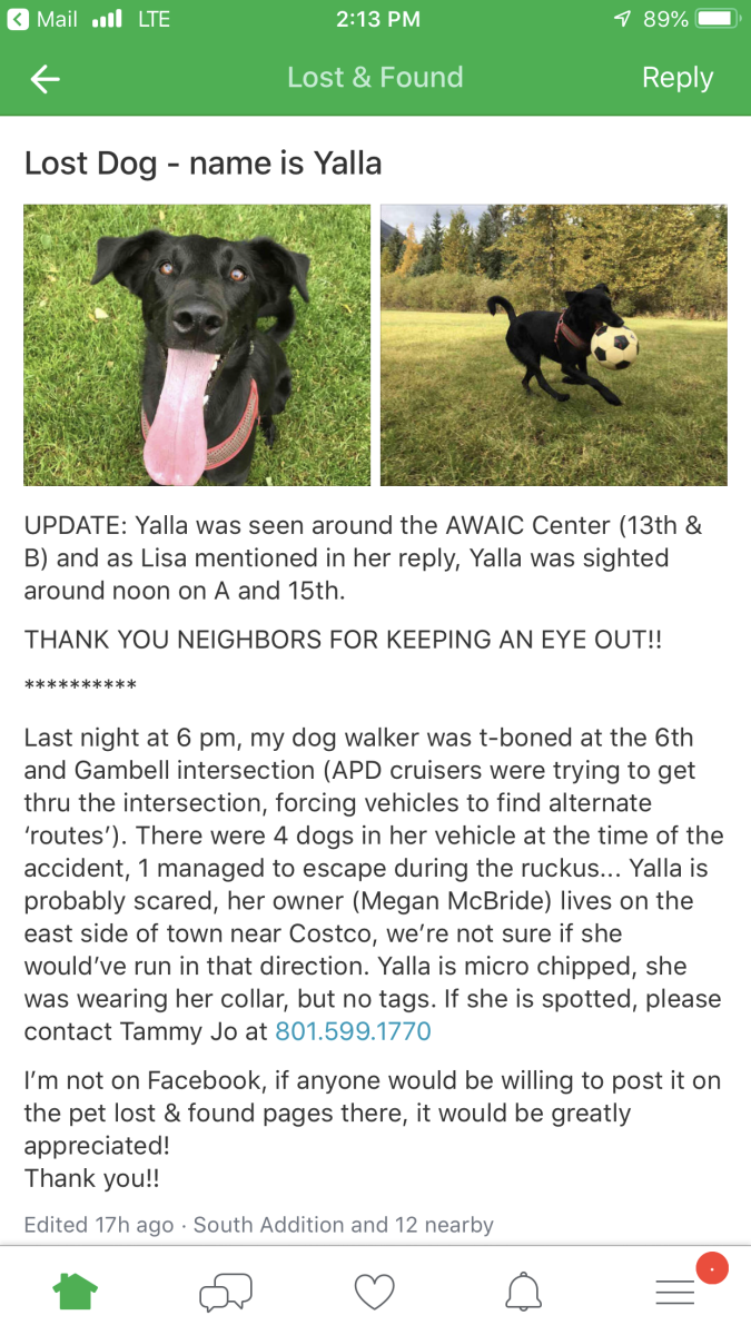 Image of Yalla, Lost Dog