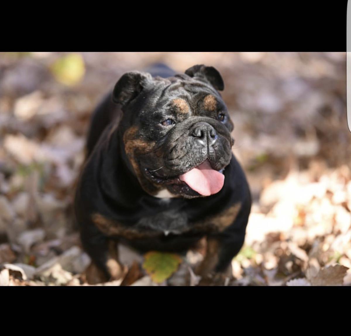 Lost Dog English Bulldog In Camden Nj Lost My Doggie - 