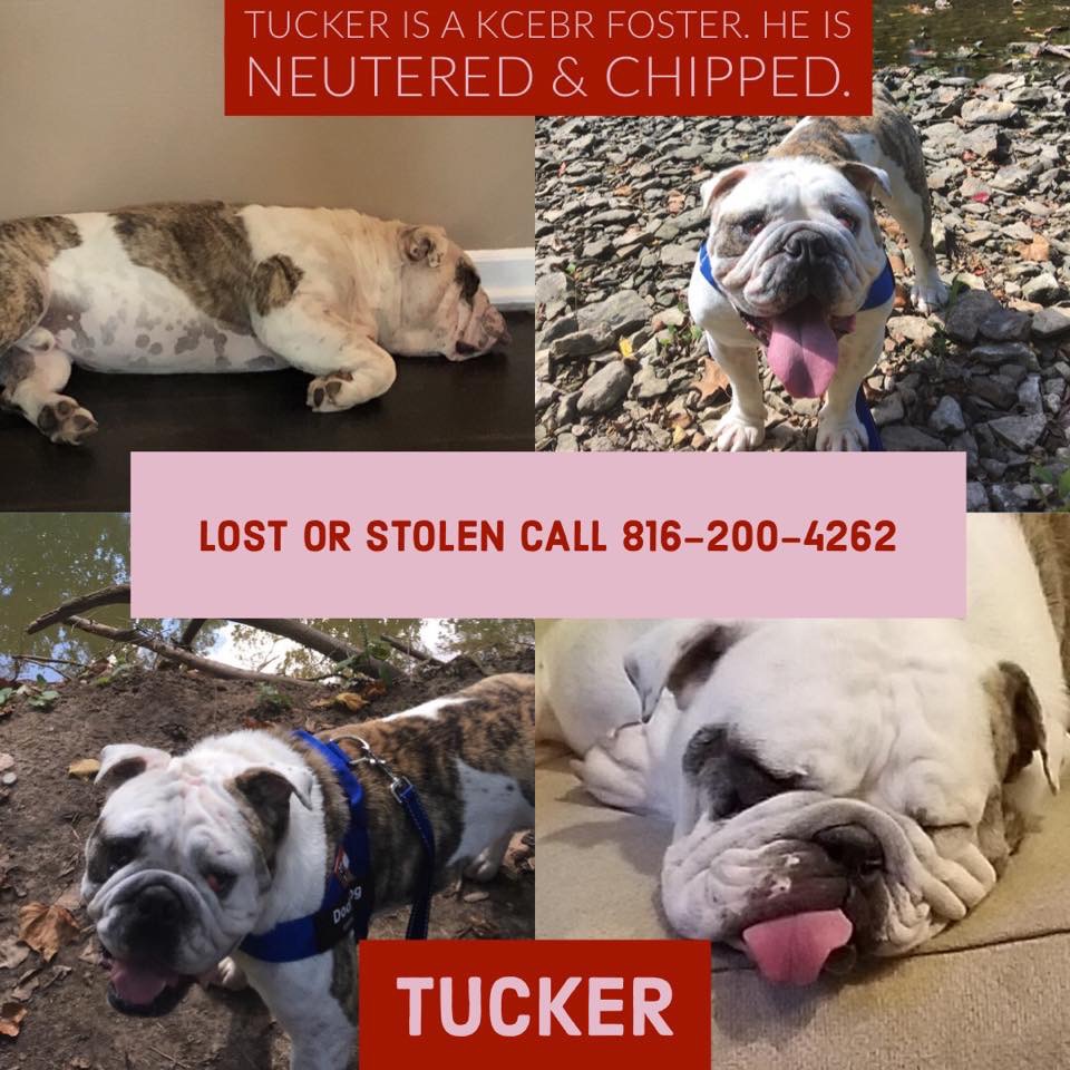 Lost Dog English Bulldog In GRANDVIEW MO Lost My Doggie lost-dog-english-bulldog-in-grandview-mo-lost-my-doggie