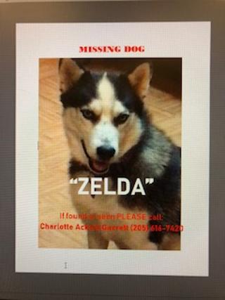 Image of Zelda, Lost Dog