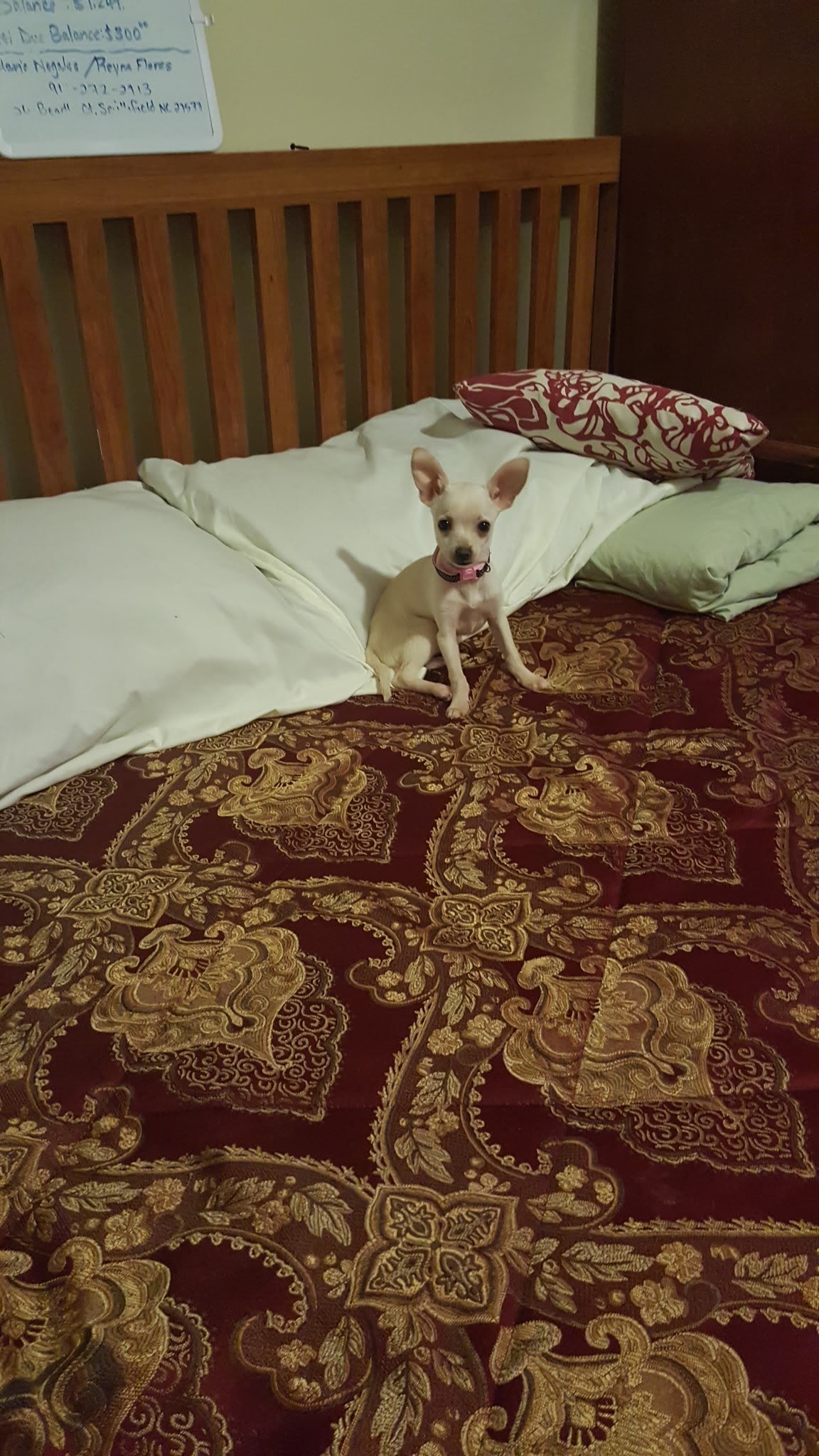 Lost Dog Chihuahua in ZEBULON, NC Lost My Doggie
