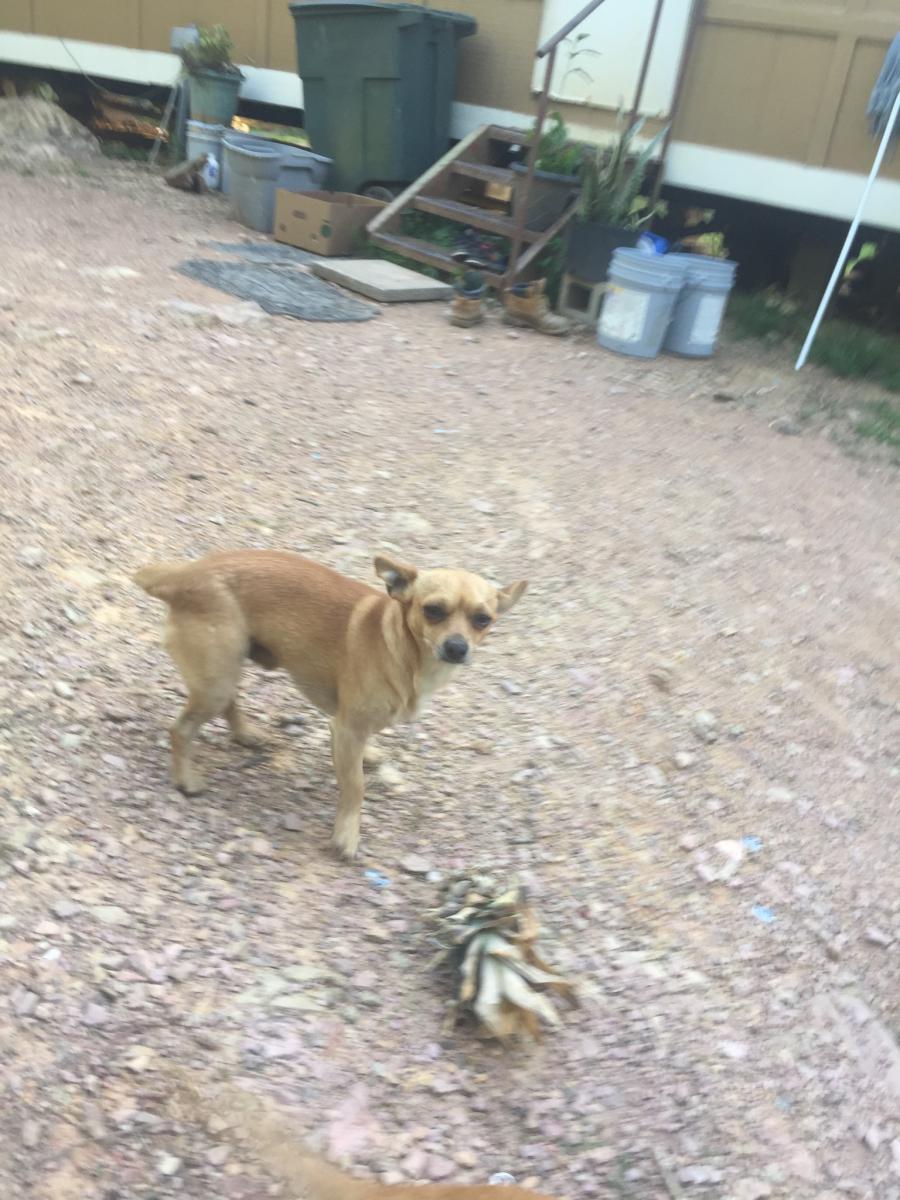 Image of Chato, Lost Dog