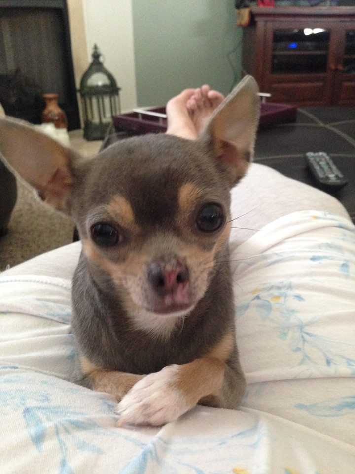 Lost Dog Chihuahua in HIGH POINT, NC - Lost My Doggie