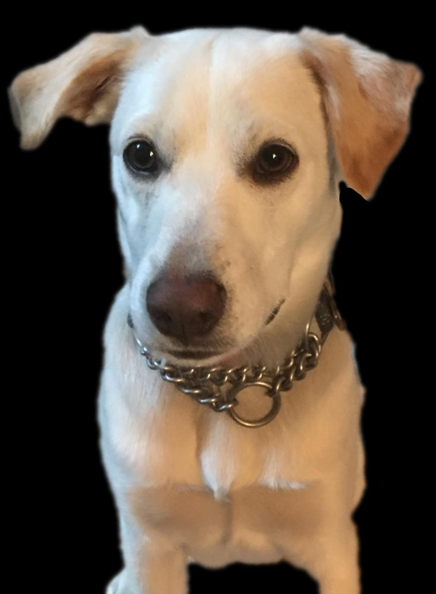 Lost dog mixed breed in houston tx lost my doggie