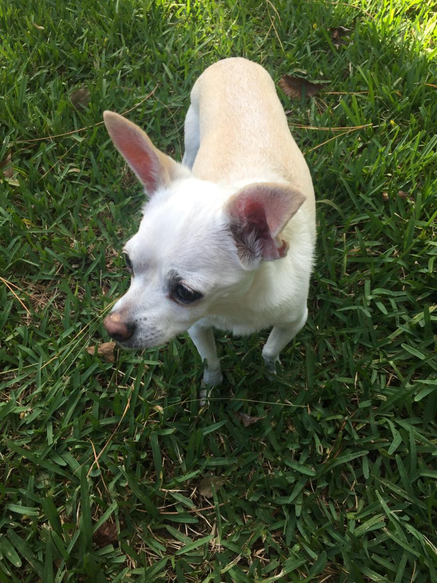 Lost Dog Chihuahua in GAINESVILLE, FL Lost My Doggie