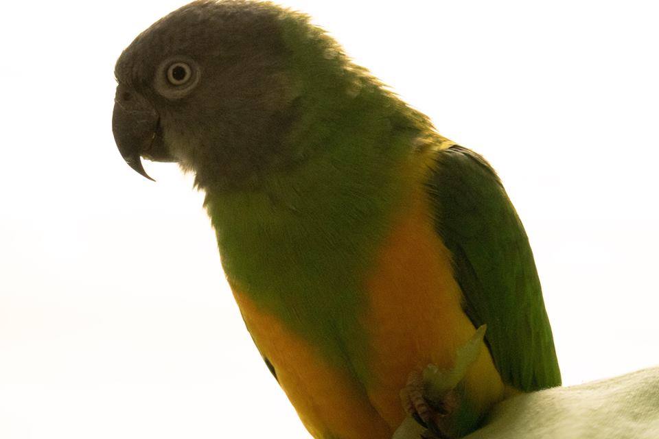Image of Mordecai, Lost Bird